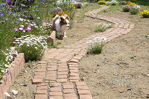 教室の庭のイメージ